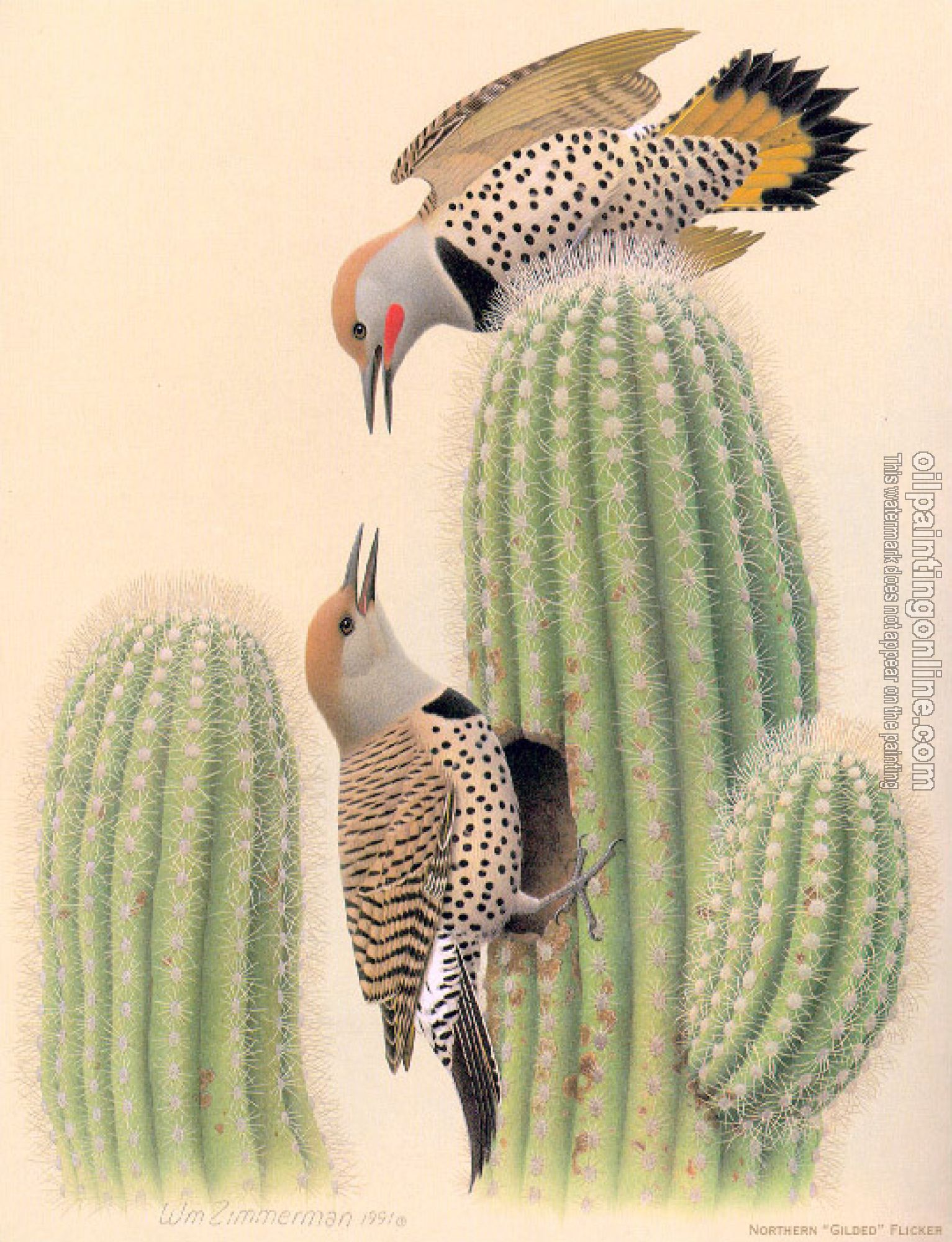 William Zimmerman - Northern Gilded Flicker